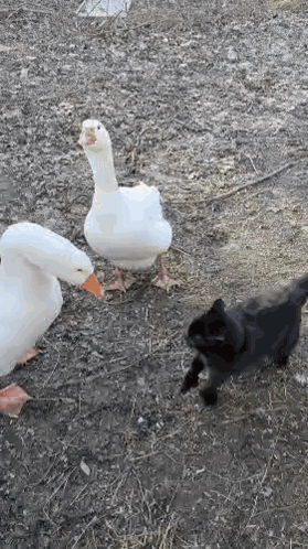 Gans
