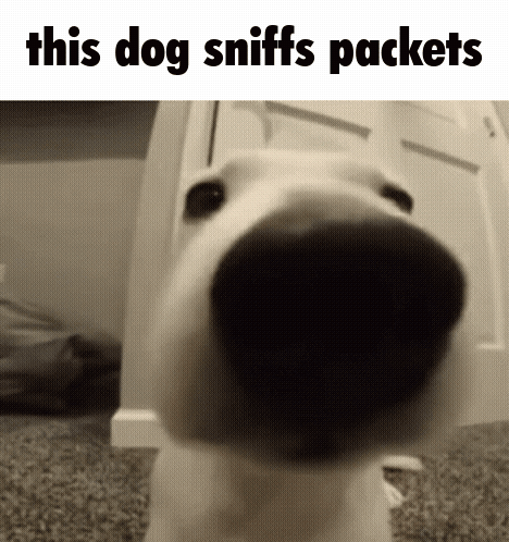 Packet sniffer