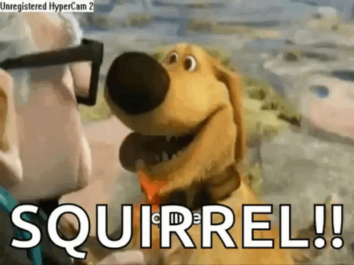 Squirrel